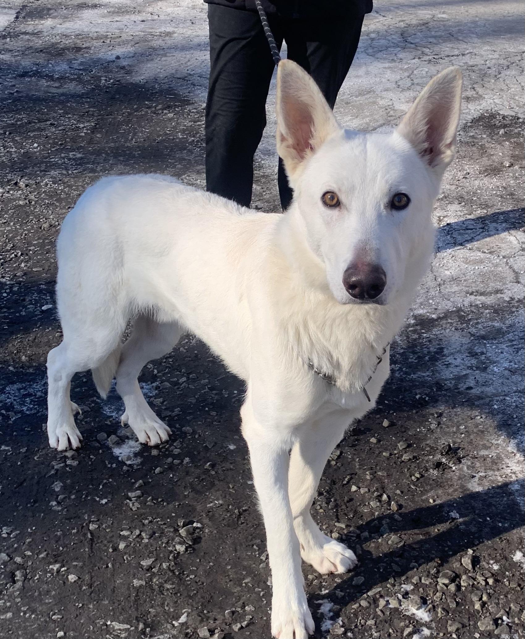 Frost, a ADOPTABLE German Shepherd Dog in McKeesport, PA image 6/6