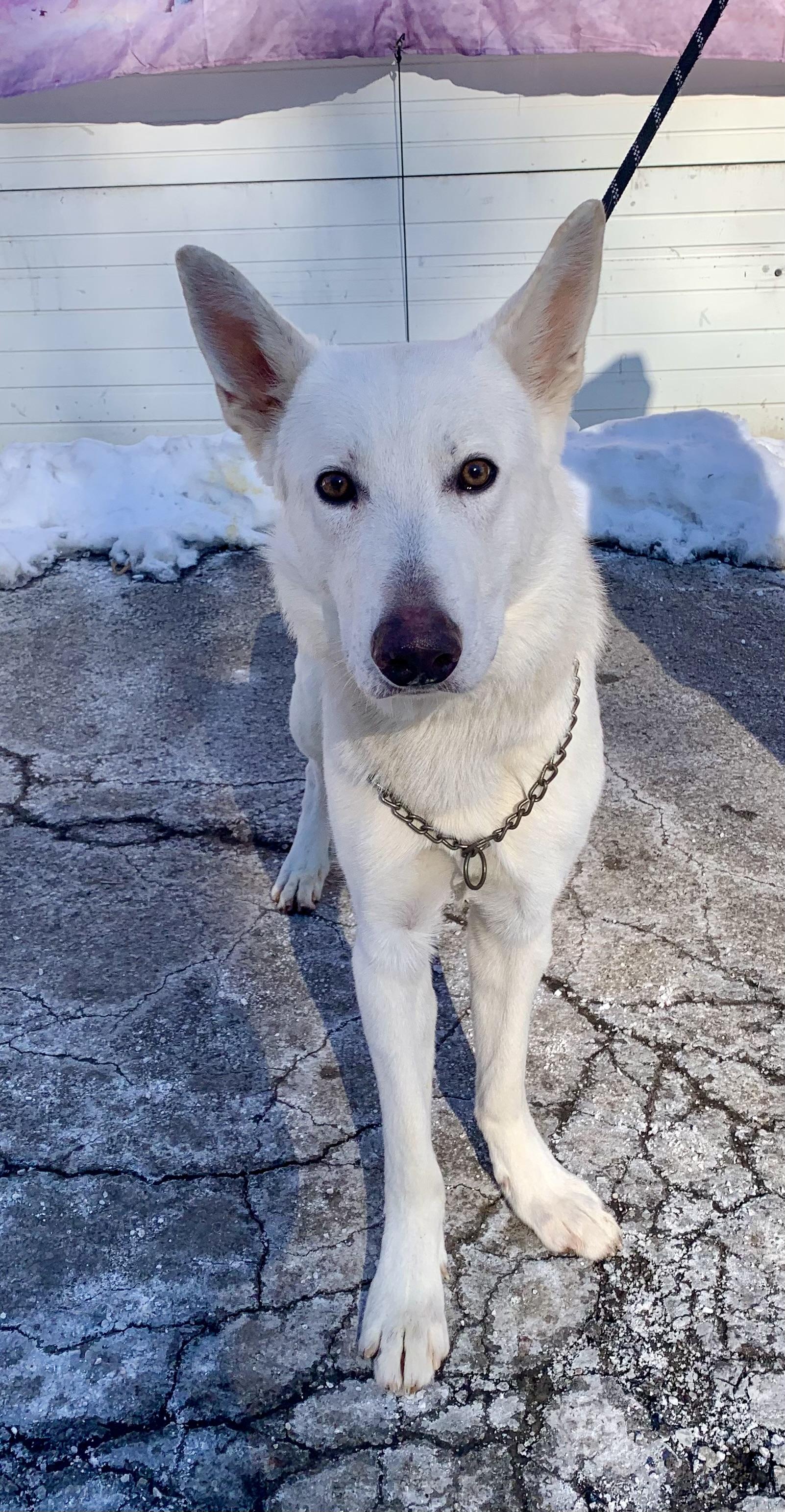 Frost, a ADOPTABLE German Shepherd Dog in McKeesport, PA image 3/6