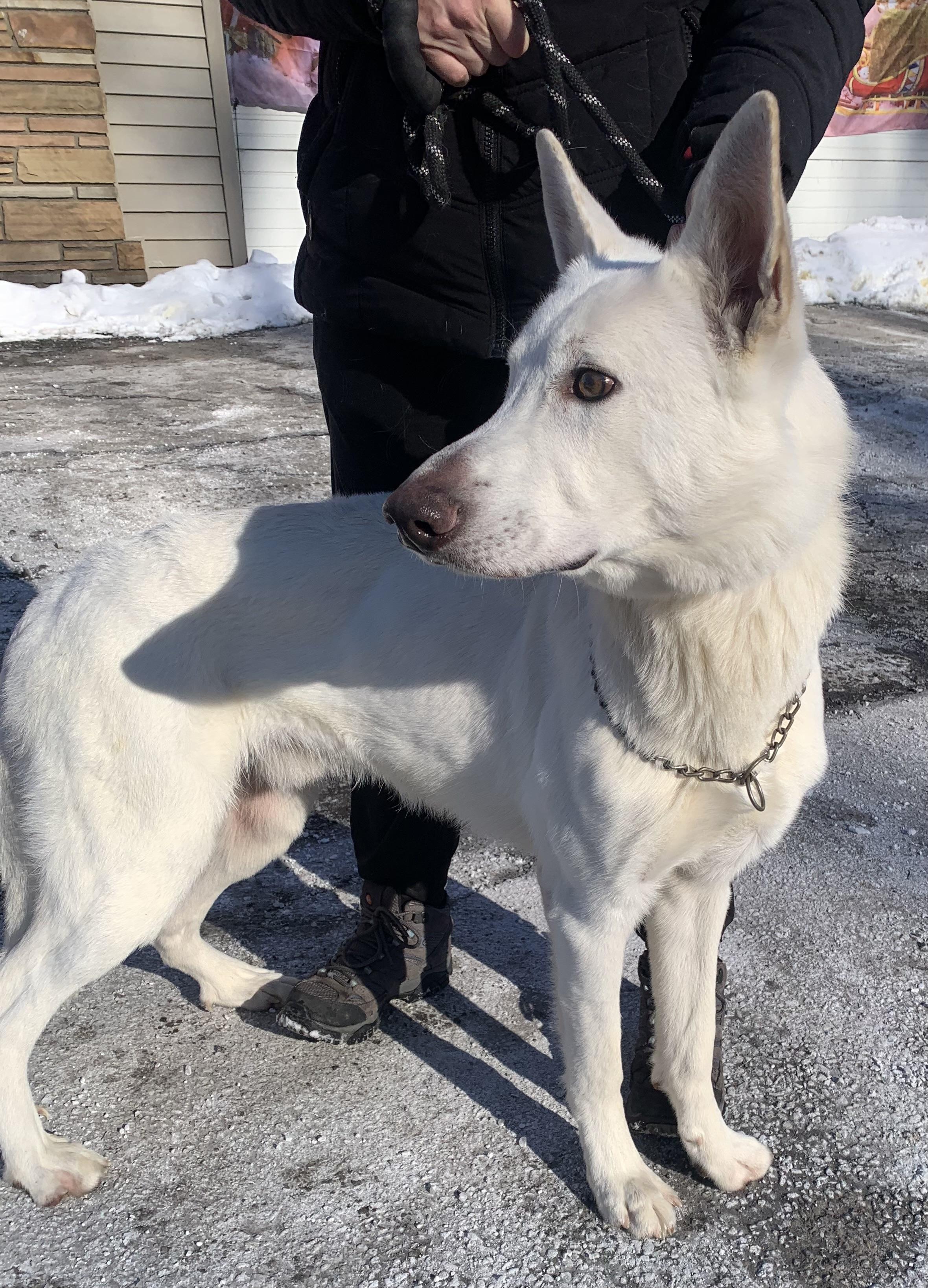 Frost, a ADOPTABLE German Shepherd Dog in McKeesport, PA image 1/6