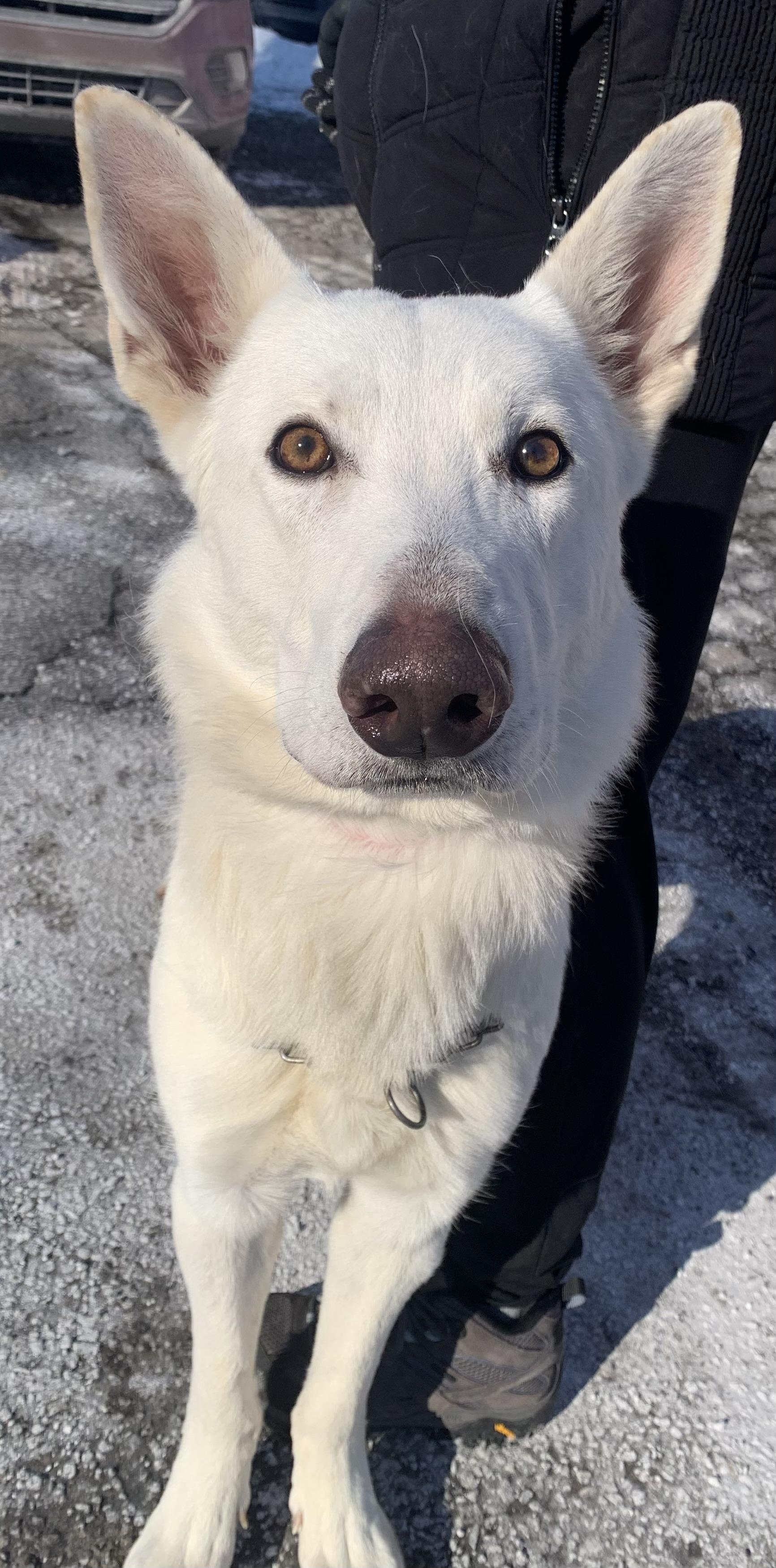 Frost, a ADOPTABLE German Shepherd Dog in McKeesport, PA image 4/6