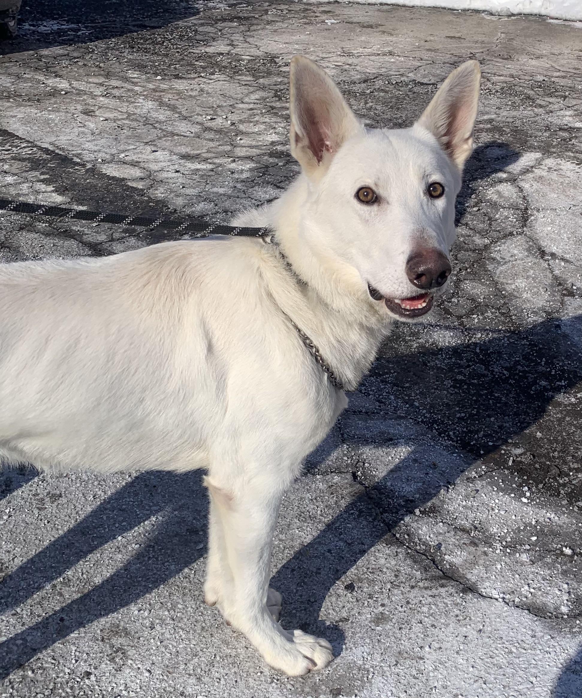 Frost, a ADOPTABLE German Shepherd Dog in McKeesport, PA image 2/6