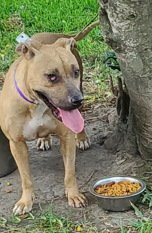 Enlarge JOSIE, a Adoptable Mixed Breed in Wendell, NC image 5/5