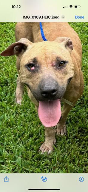 Enlarge JOSIE, a Adoptable Mixed Breed in Wendell, NC image 3/5