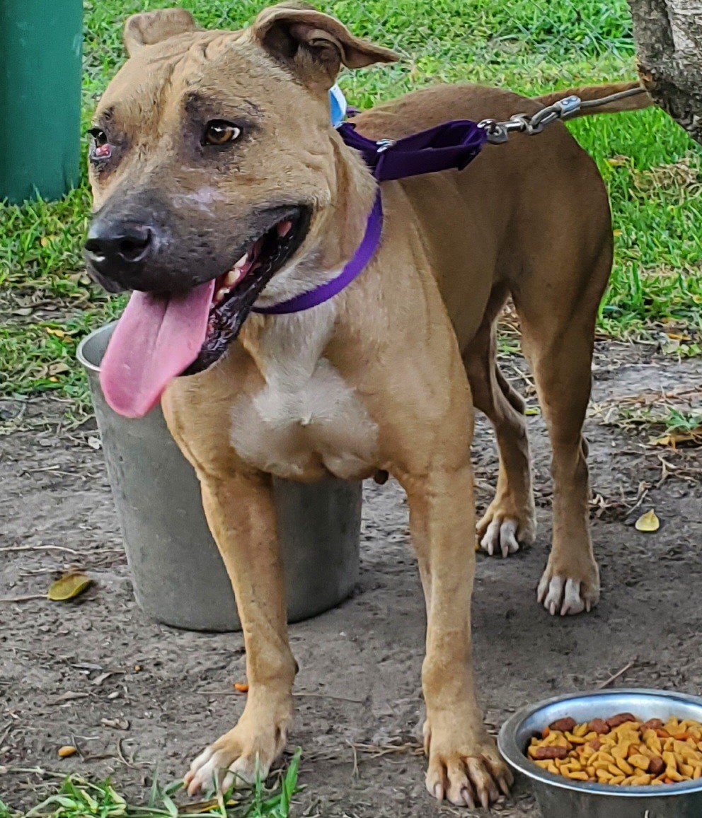 JOSIE, Adoptable, Young Female Mixed Breed.