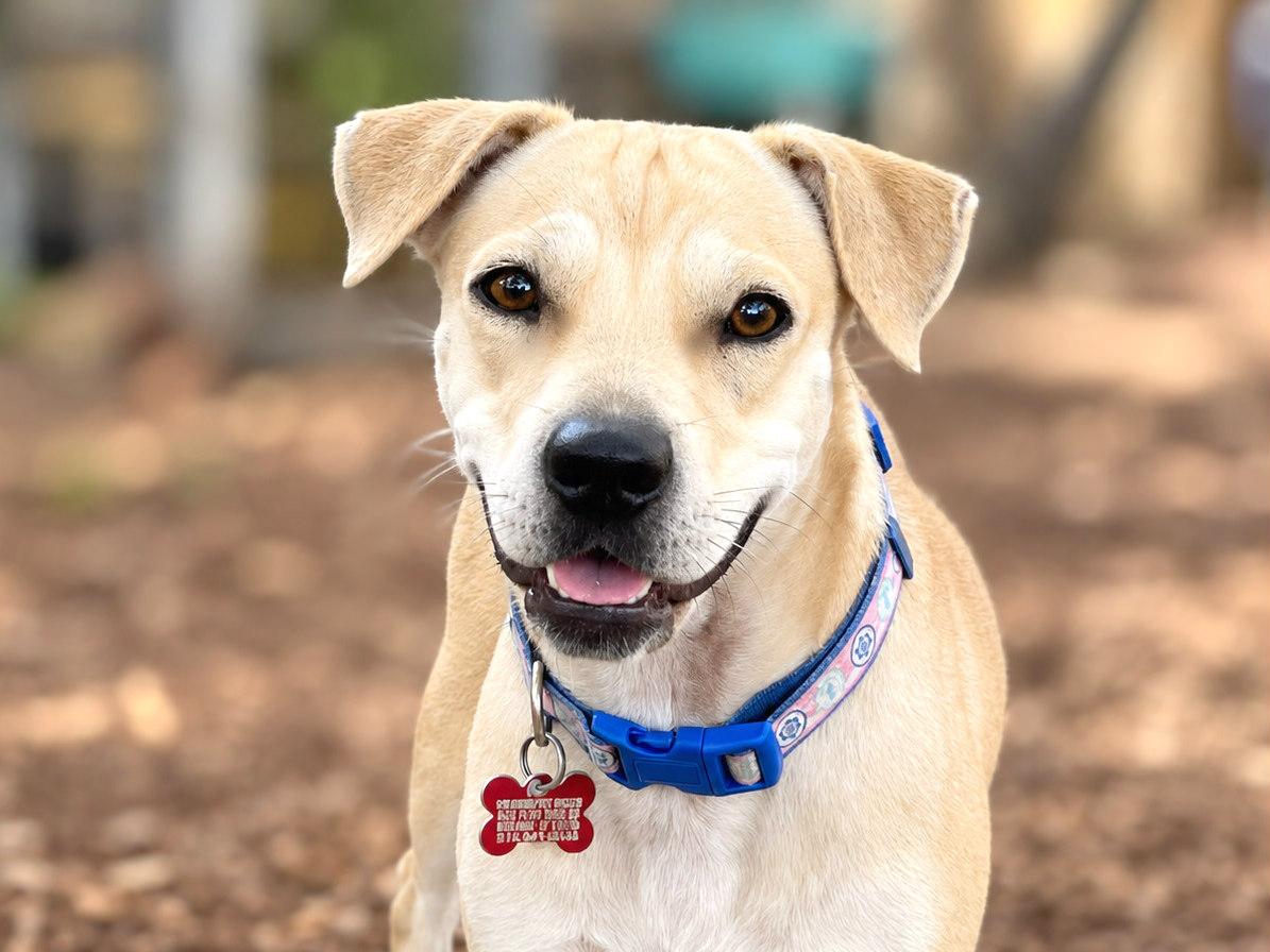 Tiana, Adoptable, Young Female Labrador Retriever & Black Mouth Cur.