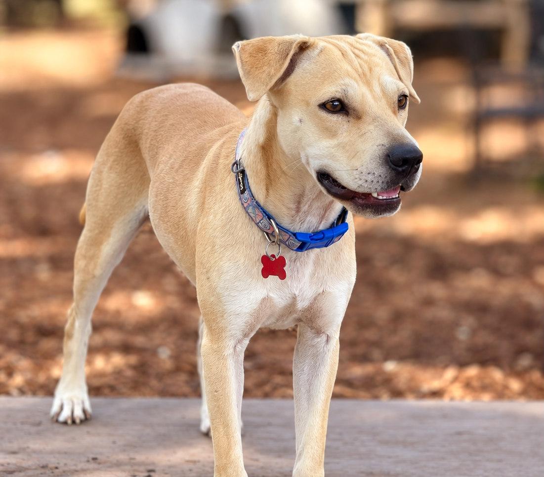 Enlarge Tiana, a Adoptable mixed breed in Boerne, TX image 2/4