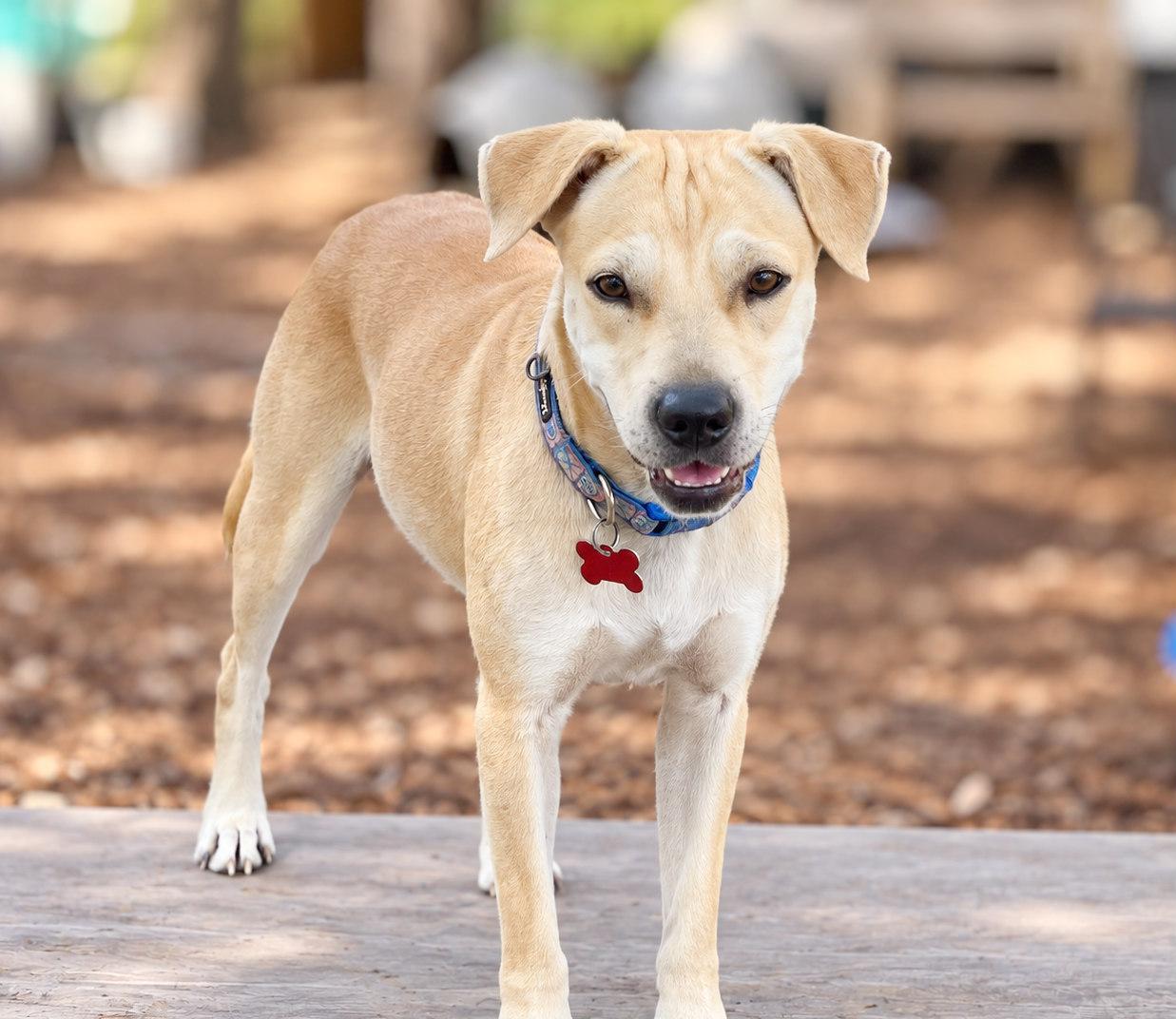 Enlarge Tiana, a Adoptable mixed breed in Boerne, TX image 3/4