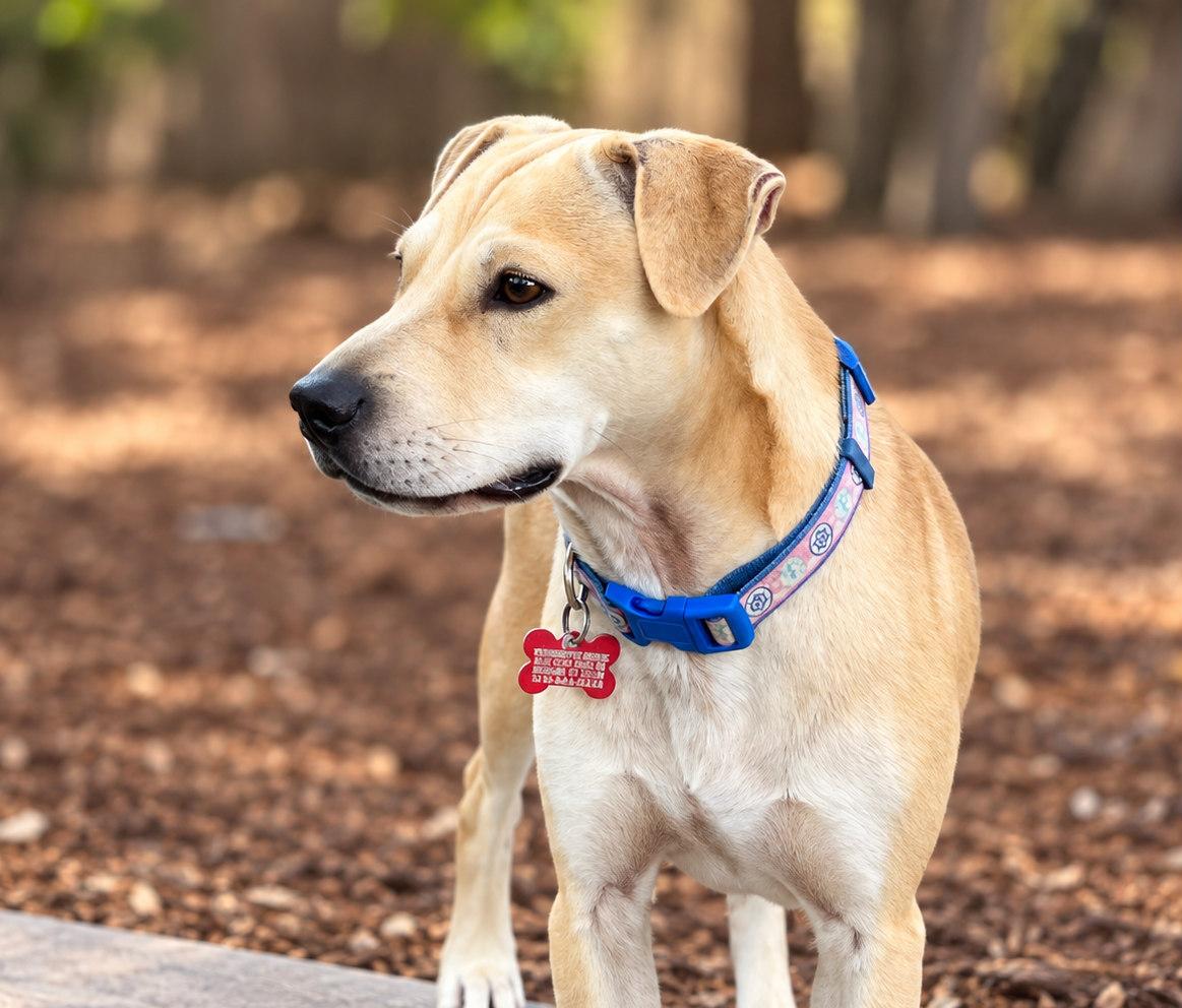 Enlarge Tiana, a Adoptable mixed breed in Boerne, TX image 4/4