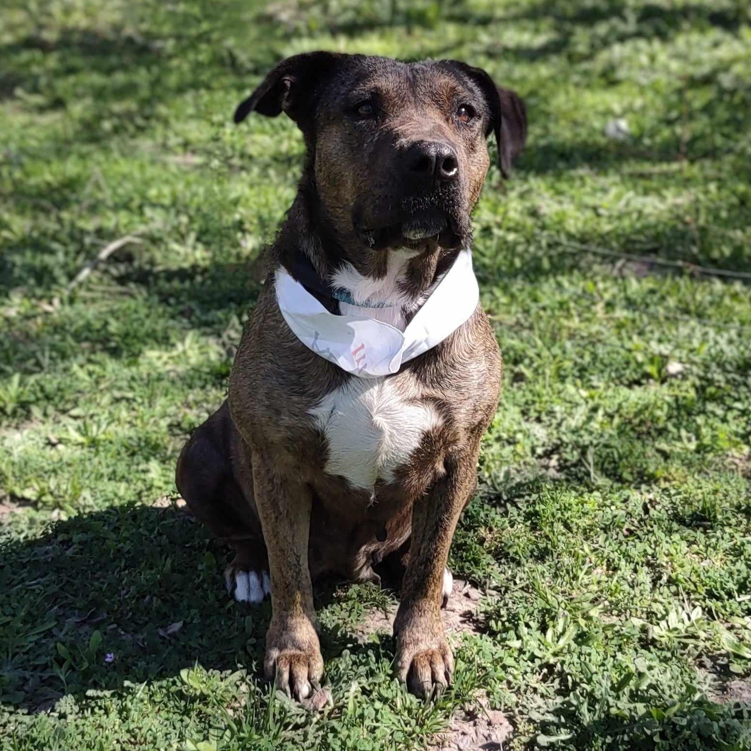 Susie — thumbnail 3