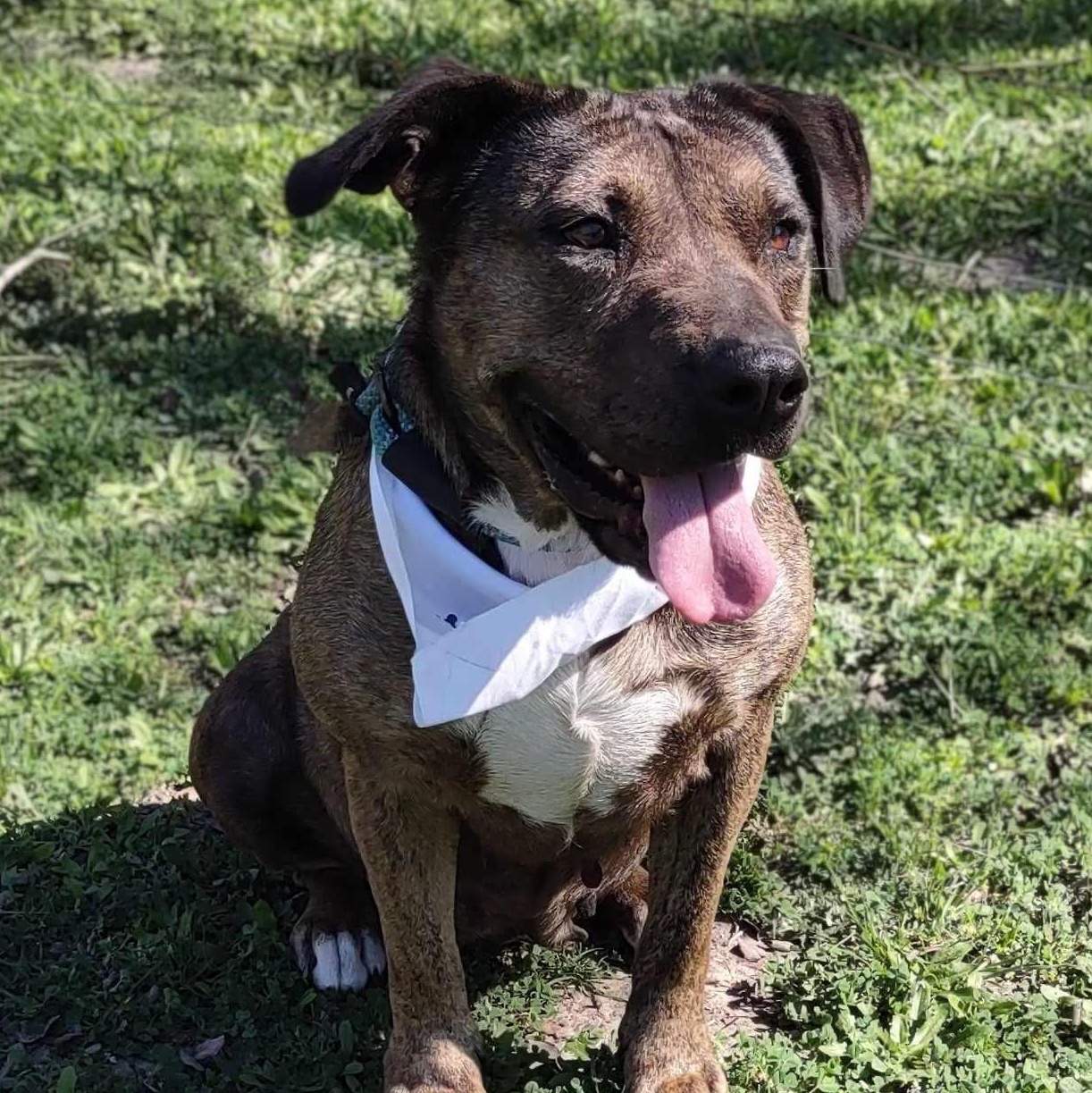 Susie — thumbnail 6