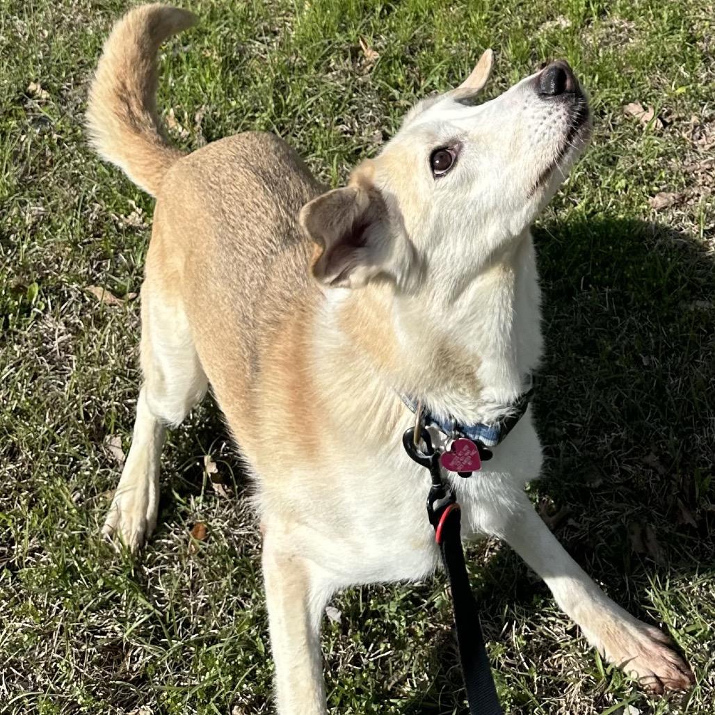 Enlarge Skye, a Adoptable mixed breed in Gulfport, MS image 1/6