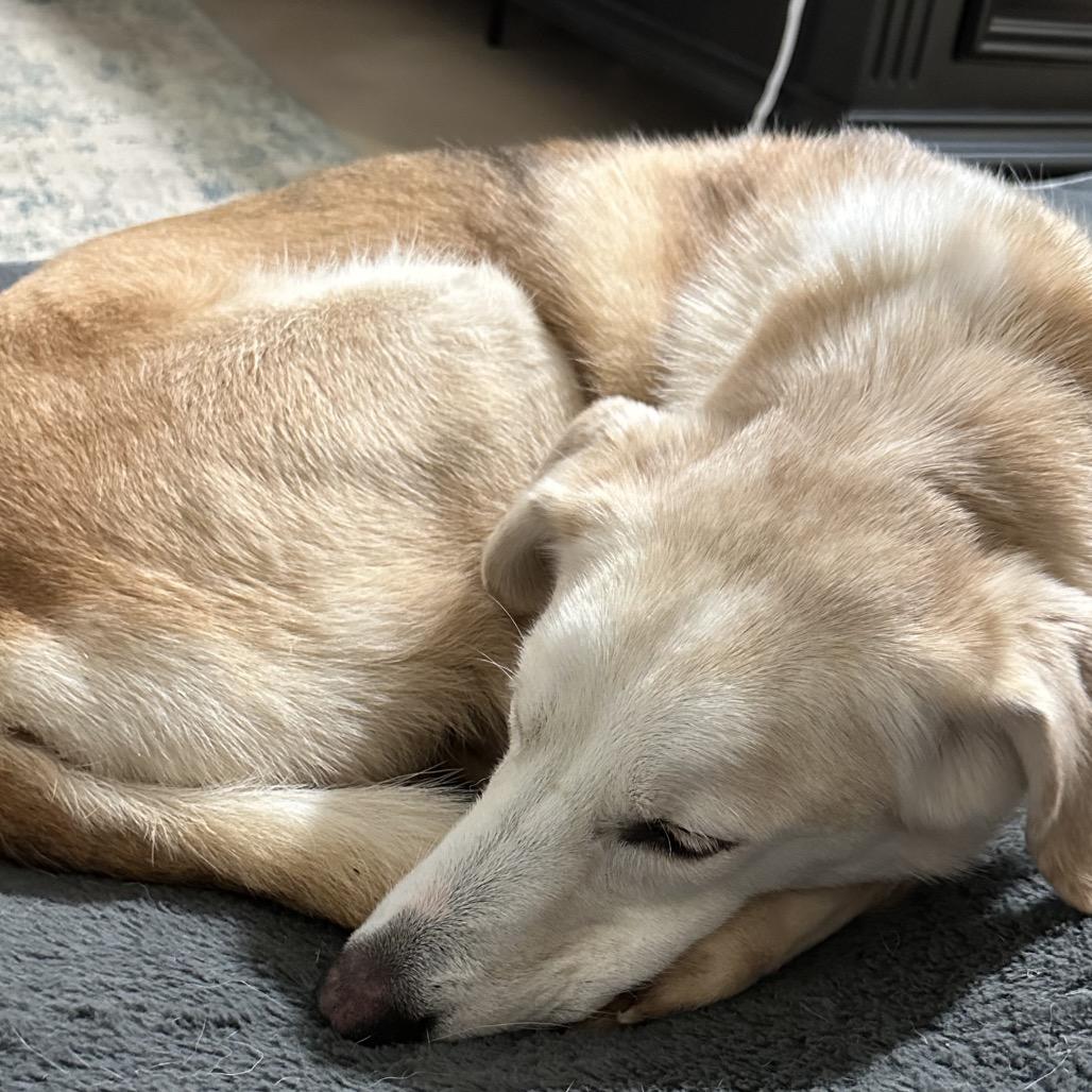 Enlarge Skye, a Adoptable mixed breed in Gulfport, MS image 2/6