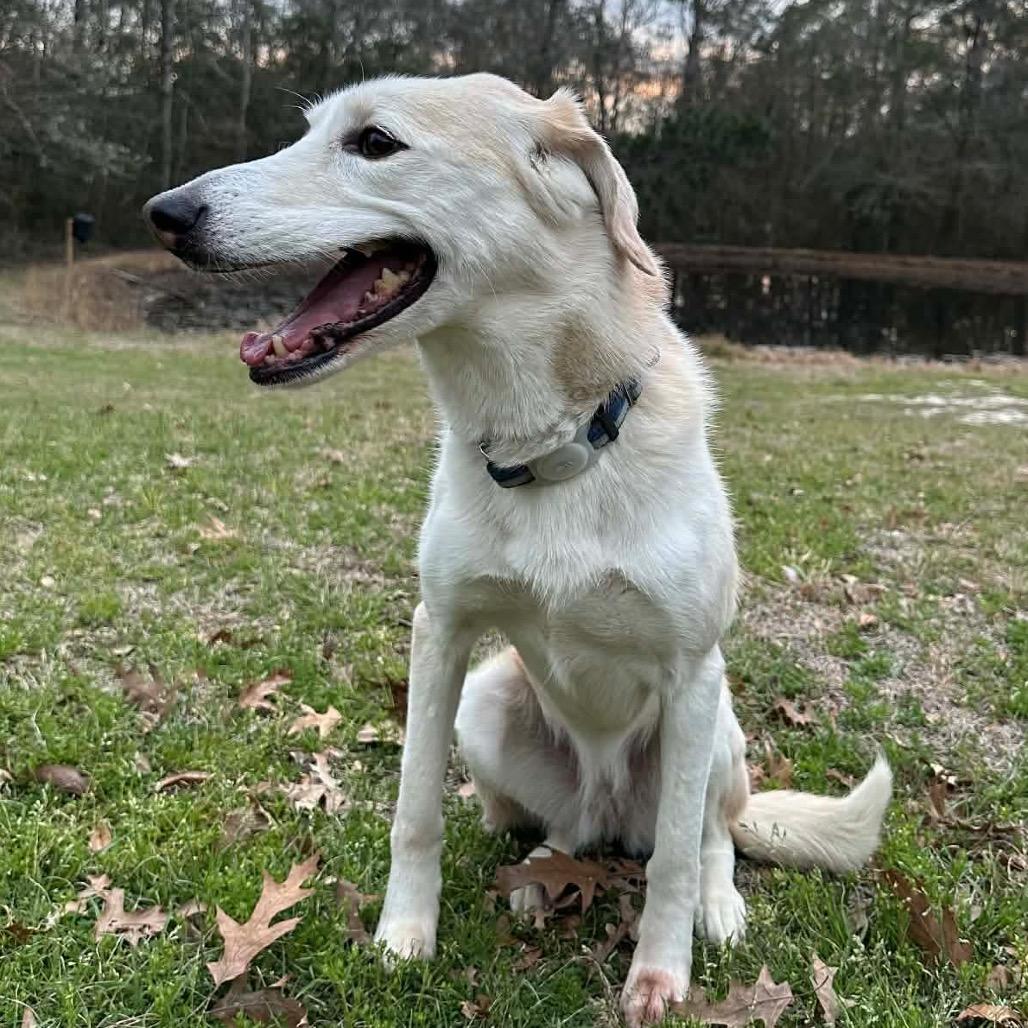 Enlarge Skye, a Adoptable mixed breed in Gulfport, MS image 3/6