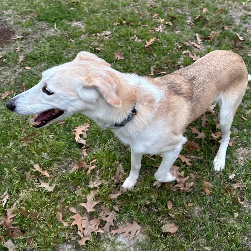 Enlarge Skye, a Adoptable mixed breed in Gulfport, MS image 4/6