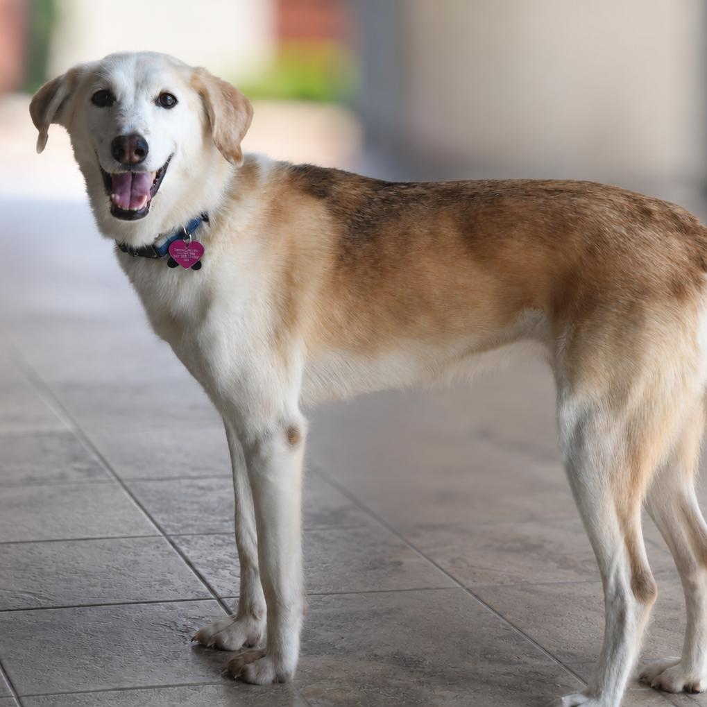 Enlarge Skye, a Adoptable mixed breed in Gulfport, MS image 5/6