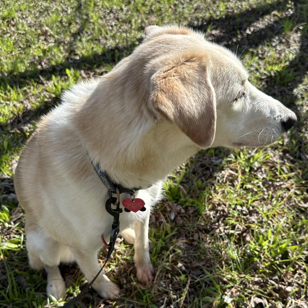 Enlarge Skye, a Adoptable mixed breed in Gulfport, MS image 5/6