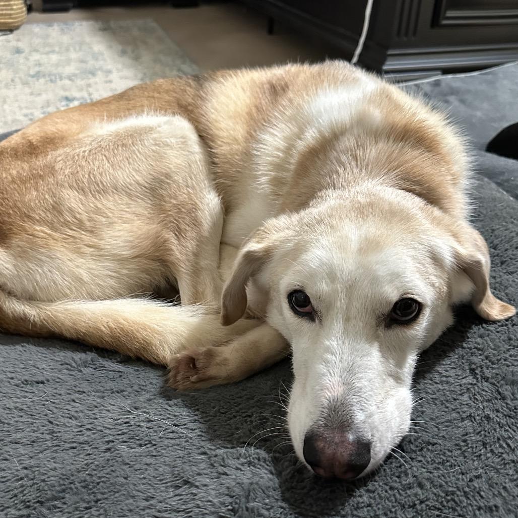 Enlarge Skye, a Adoptable mixed breed in Gulfport, MS image 6/6