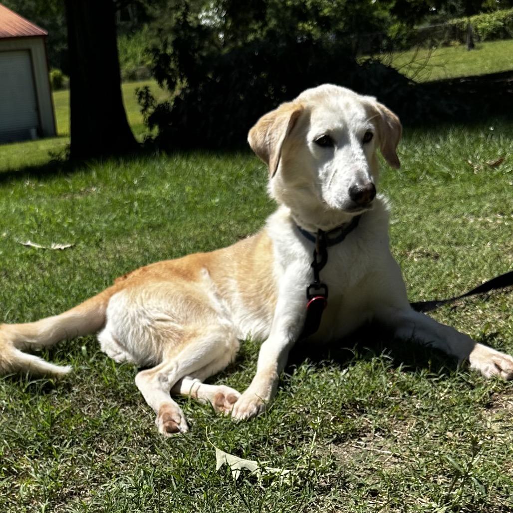 Enlarge Skye, a Adoptable mixed breed in Gulfport, MS image 6/6