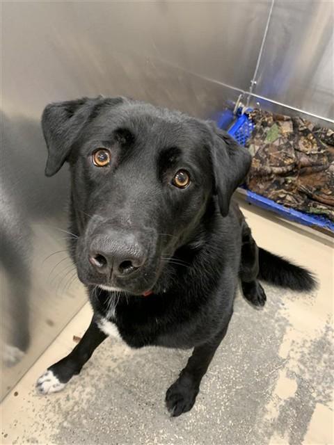 Enlarge HANK, a Adoptable mixed breed in Fairbanks, AK image 1/1