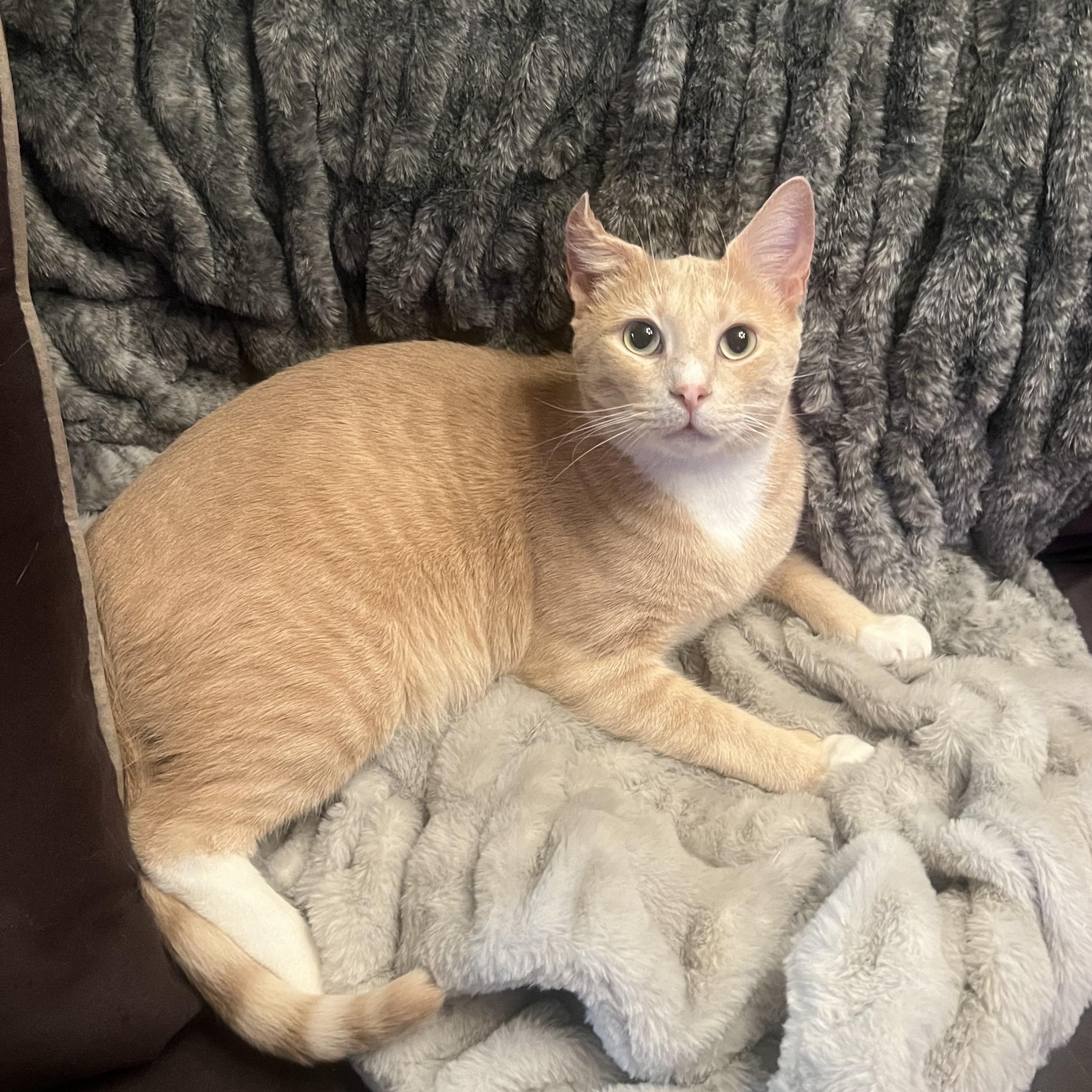 Nutmeg, a ADOPTABLE American Shorthair in Brooklyn, NY image 4/5