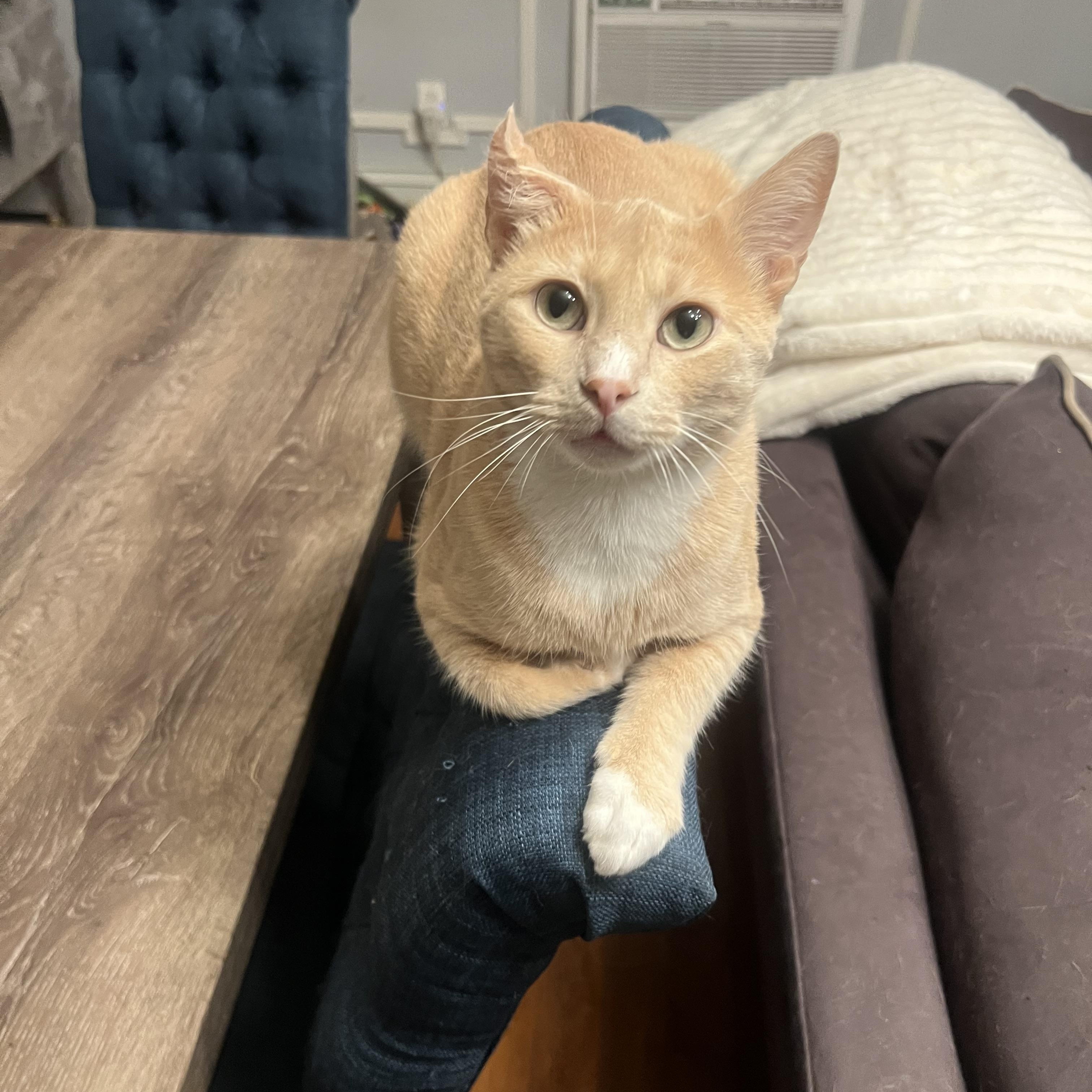 Nutmeg, a ADOPTABLE American Shorthair in Brooklyn, NY image 3/5