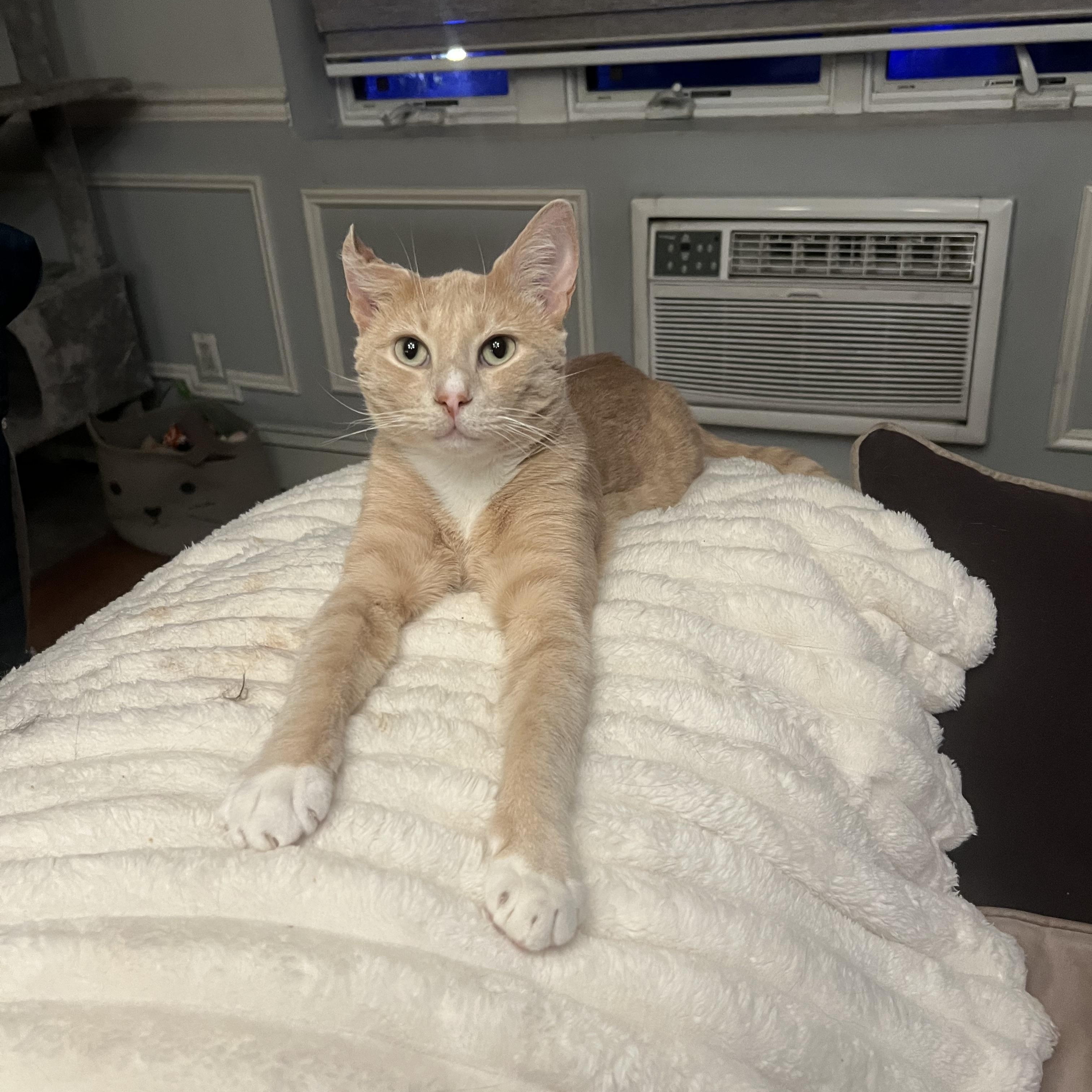 Nutmeg, a ADOPTABLE American Shorthair in Brooklyn, NY image 5/5