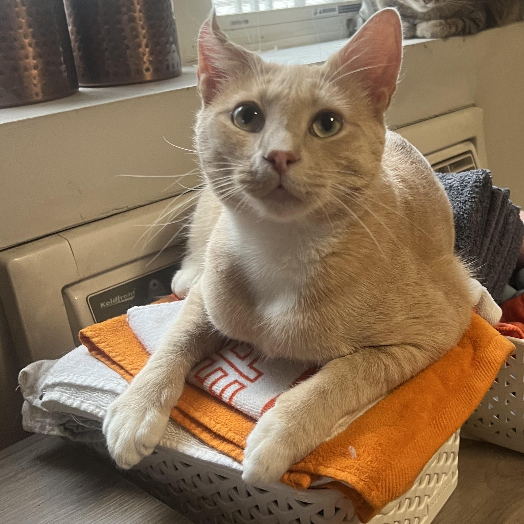 Nutmeg, a ADOPTABLE American Shorthair in Brooklyn, NY image 2/5