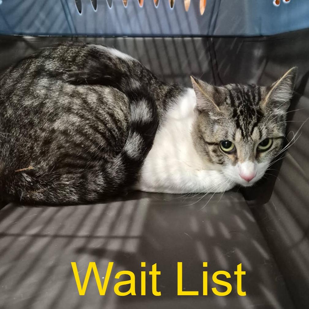Frankie, Adoptable, Adult Male Domestic Short Hair.