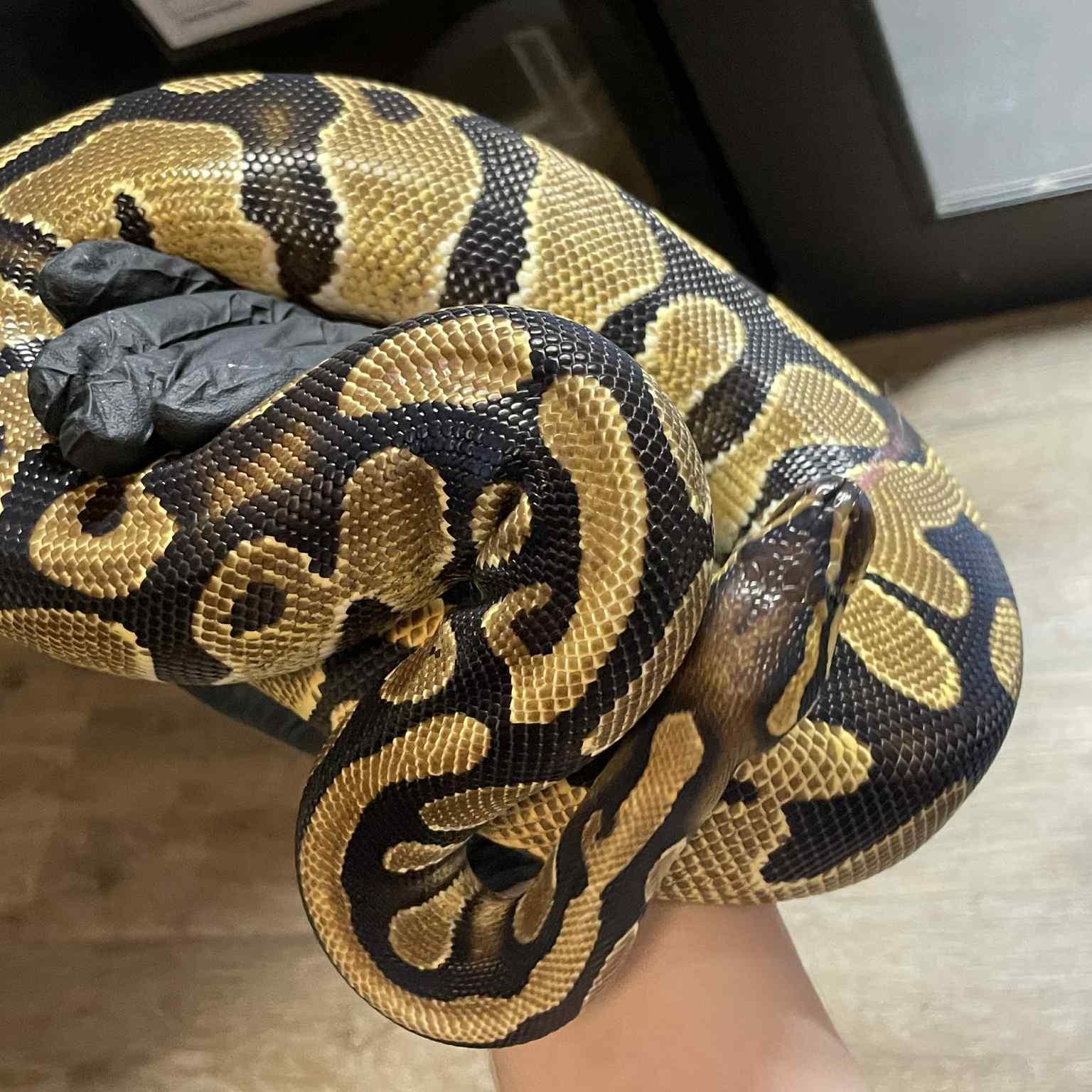 Frida, Adoptable, Young Female Ball Python.