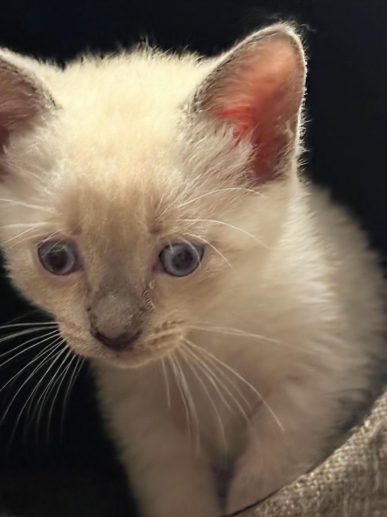Jennifer, an adopted Domestic Short Hair in Winnipeg, MB image 3/6