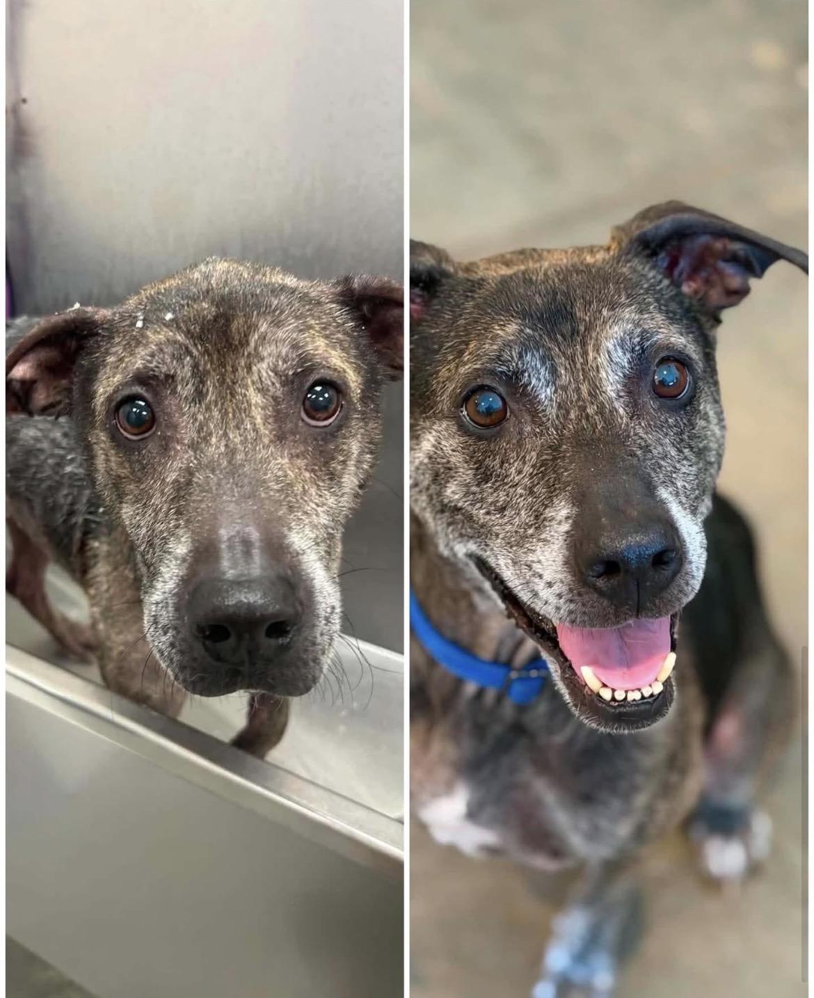 Enlarge Scooter, a Adoptable mixed breed in Whitewater, WI image 6/6