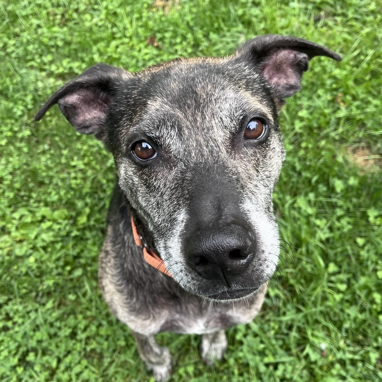 Enlarge Scooter, a Adoptable mixed breed in Whitewater, WI image 1/6