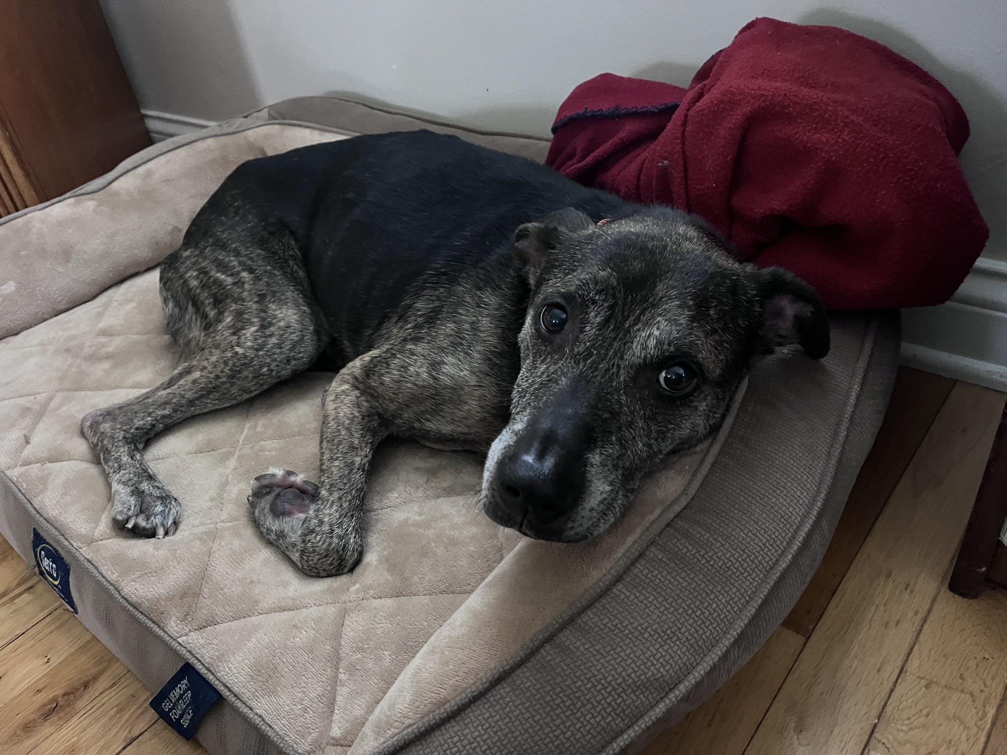 Enlarge Scooter, a Adoptable mixed breed in Whitewater, WI image 2/6