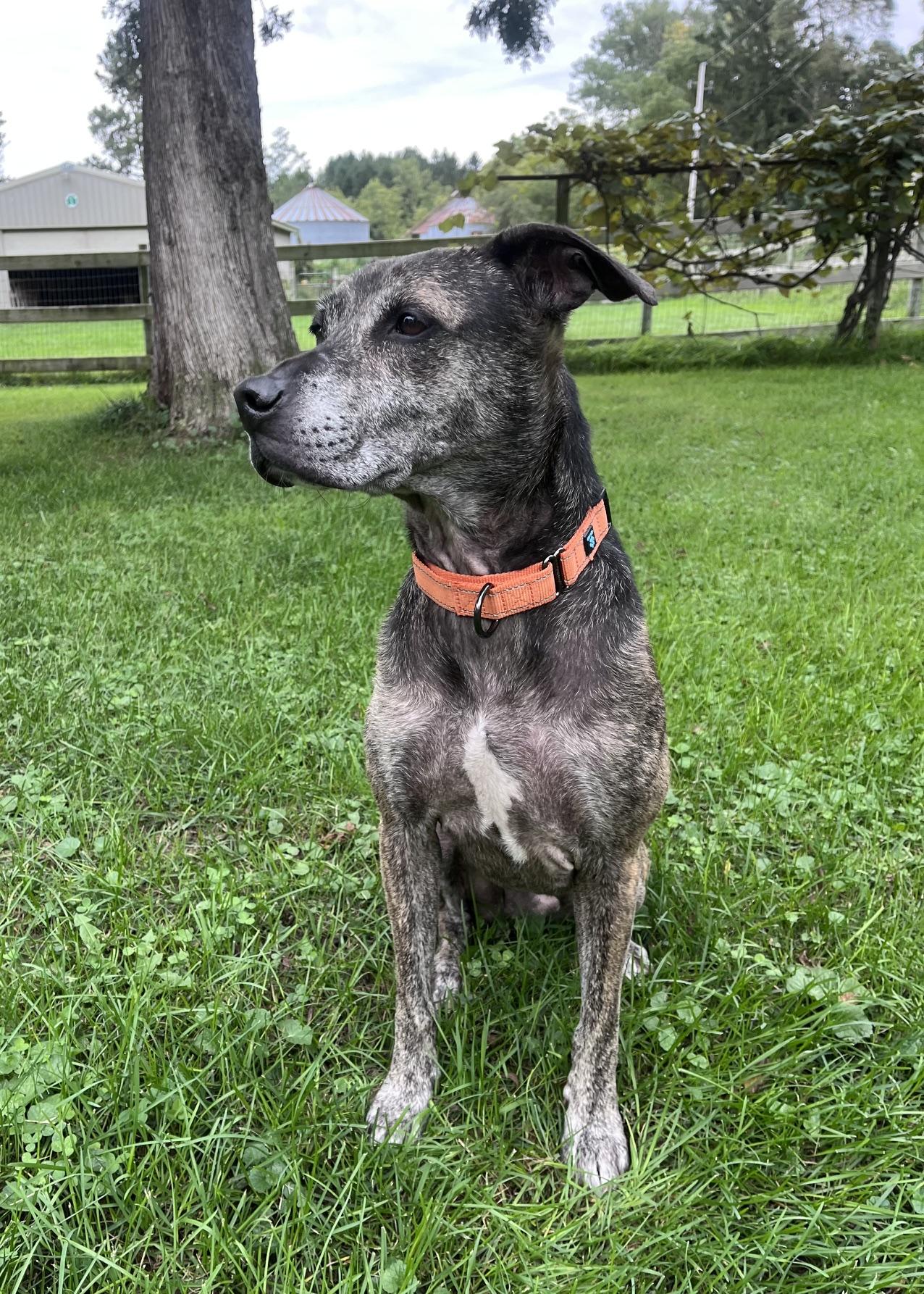 Enlarge Scooter, a Adoptable mixed breed in Whitewater, WI image 4/6