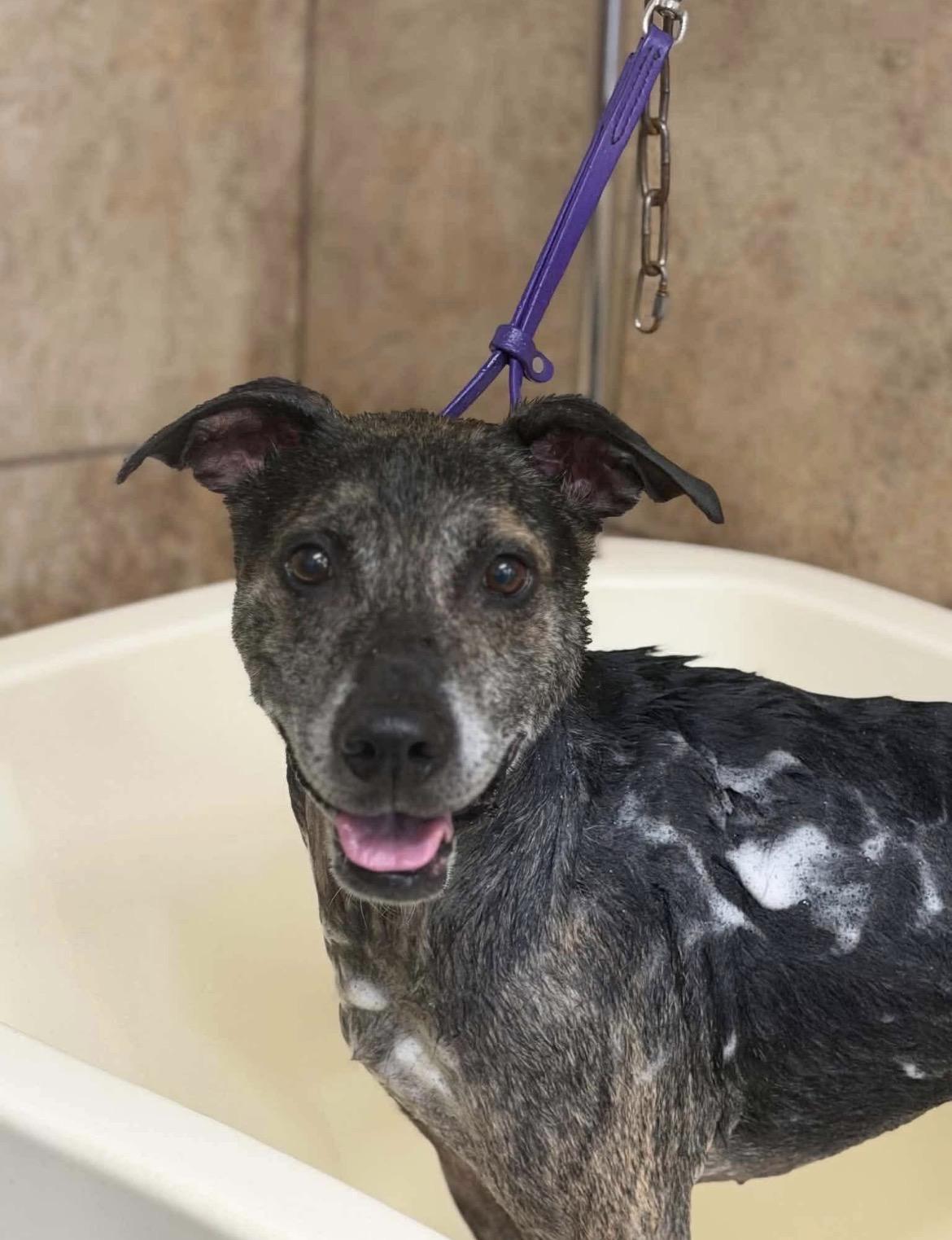 Enlarge Scooter, a Adoptable mixed breed in Whitewater, WI image 5/6