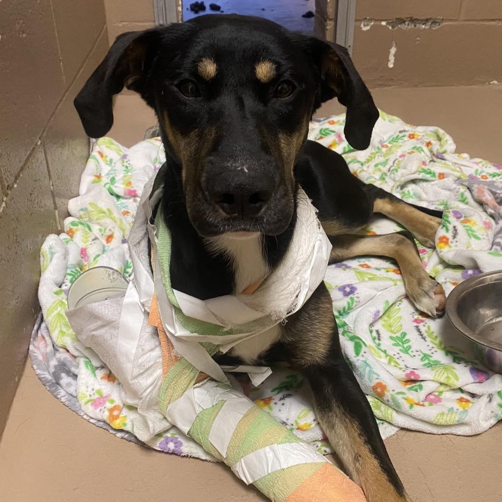 TurtleMan, Adoptable, Young Male German Shepherd Dog & Mixed Breed.