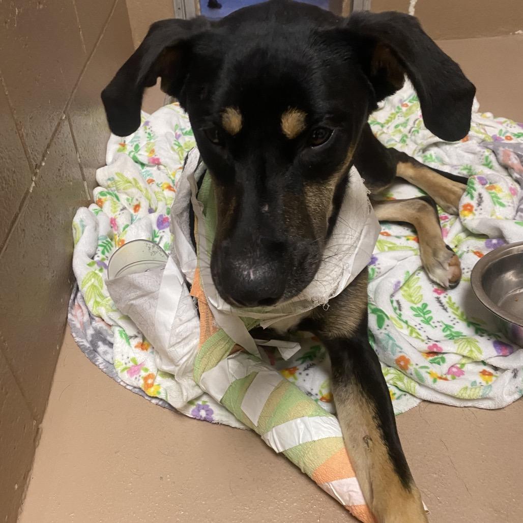 Enlarge TurtleMan, a Adoptable mixed breed in Caryville, TN image 2/2