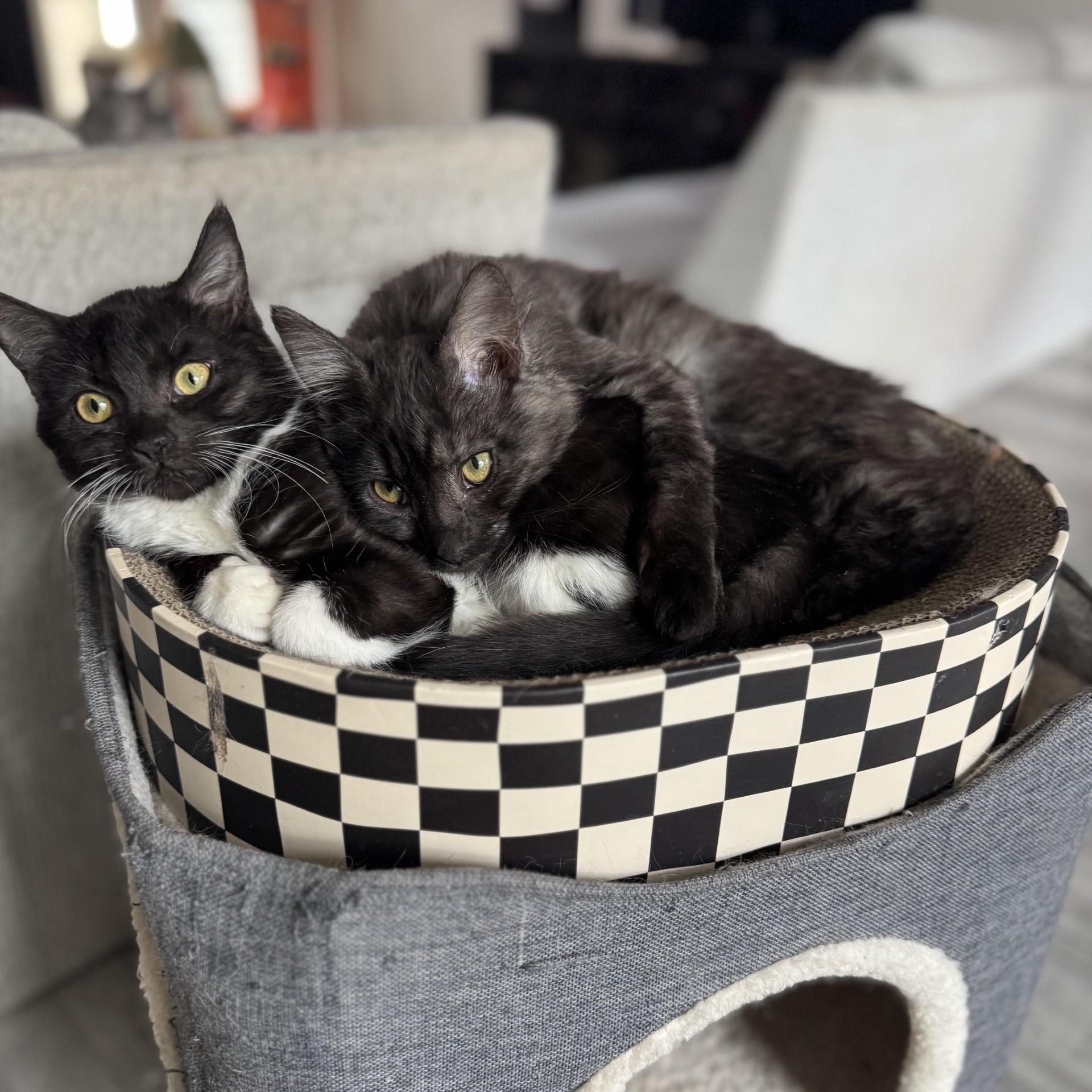 Kraken - BONDED PAIR with Lochness, an adopted Domestic Long Hair in Charlotte, NC image 6/6