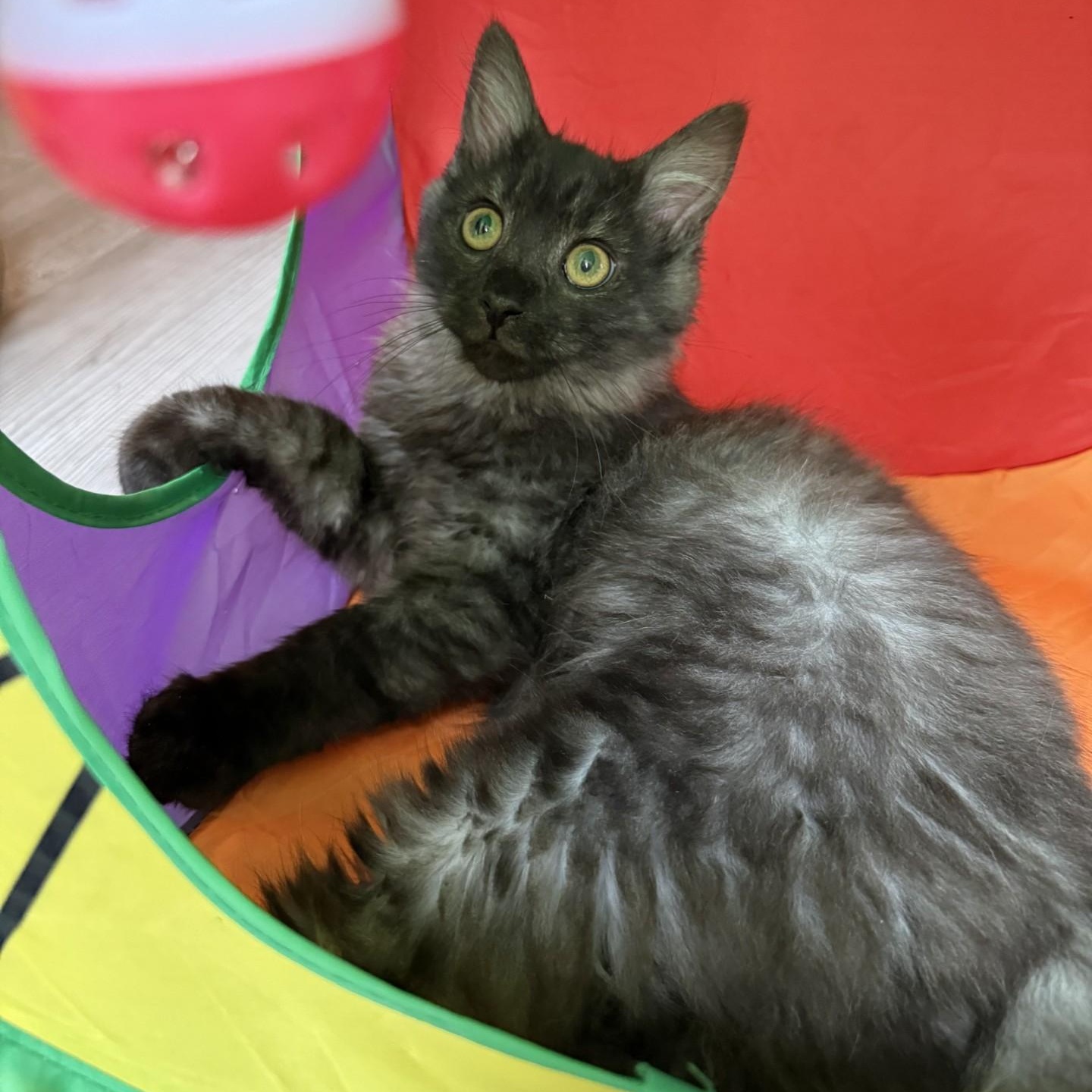 Kraken - BONDED PAIR with Lochness, an adopted Domestic Long Hair in Charlotte, NC image 2/6