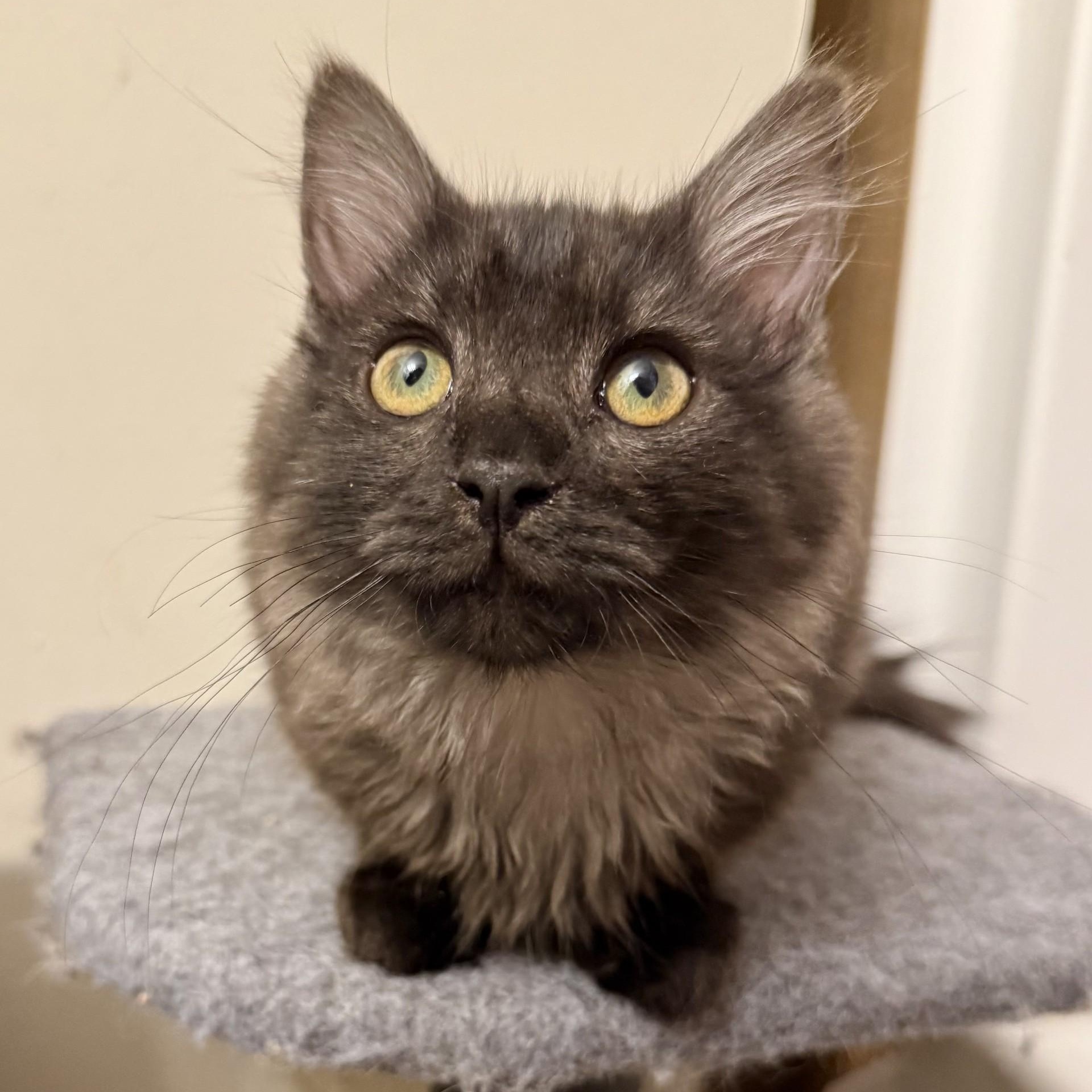 Kraken - BONDED PAIR with Lochness, an adopted Domestic Long Hair in Charlotte, NC image 4/6