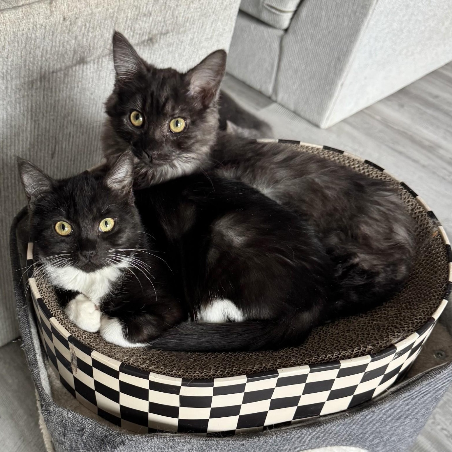 Kraken - BONDED PAIR with Lochness, an adopted Domestic Long Hair in Charlotte, NC image 5/6