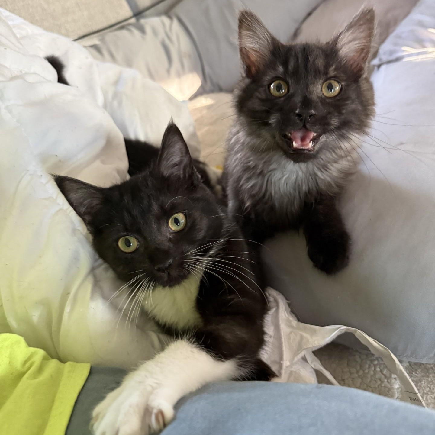 Kraken - BONDED PAIR with Lochness, an adopted Domestic Long Hair in Charlotte, NC image 3/6