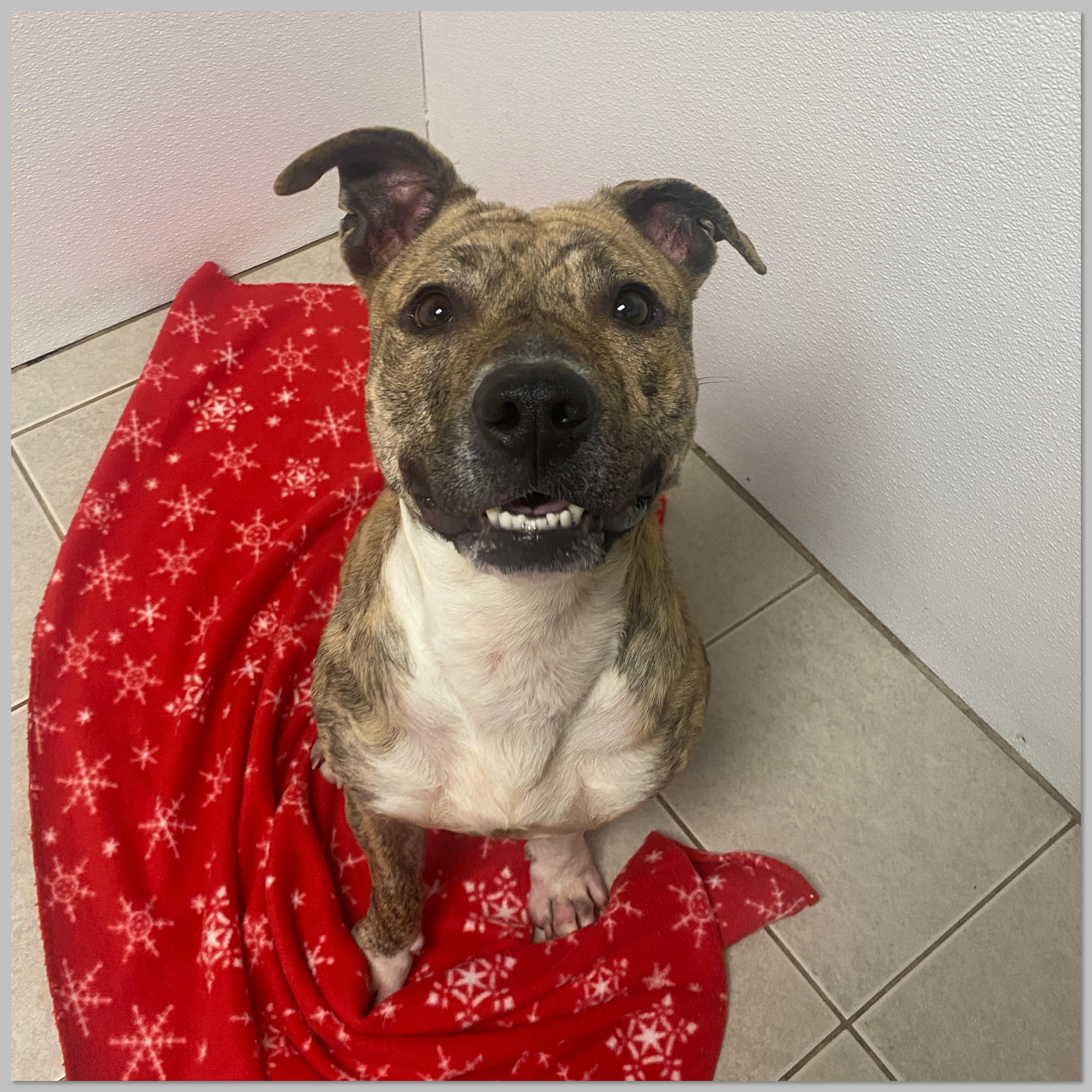 Sweet Pea, adoptable, Adult Female Mixed Breed.