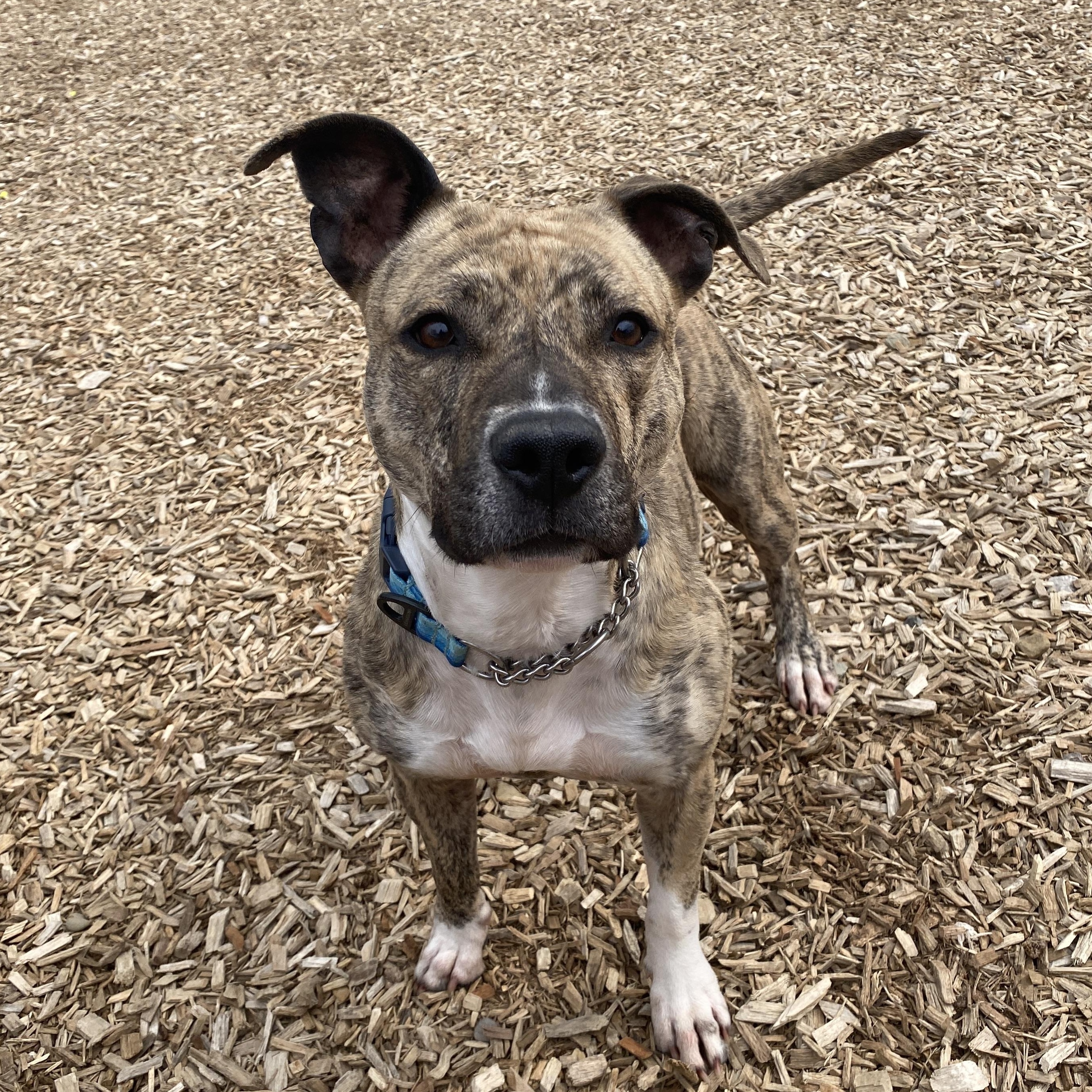 Enlarge Sweet Pea GCI Trained Graduate!!! Ask to Meet!, an adoptable Mixed Breed in Elyria, OH image 6/6
