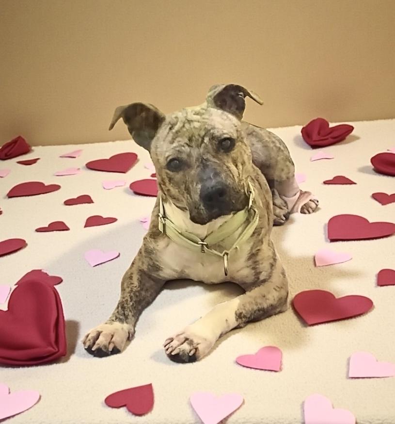 Sweet Pea, adoptable, Adult Female Mixed Breed.