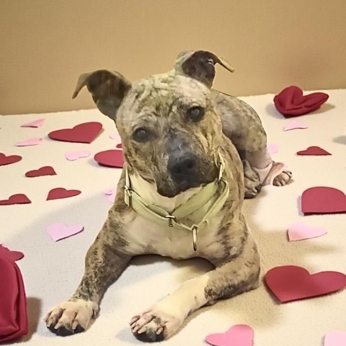 Enlarge Sweet Pea GCI Trained Graduate!!! Ask to Meet!, an adoptable Mixed Breed in Elyria, OH image 4/6