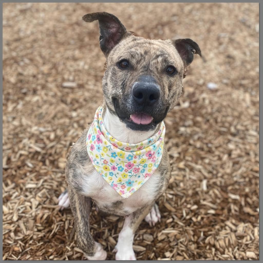 Enlarge Sweet Pea GCI Trained Graduate!!! Ask to Meet!, an adoptable Mixed Breed in Elyria, OH image 3/6