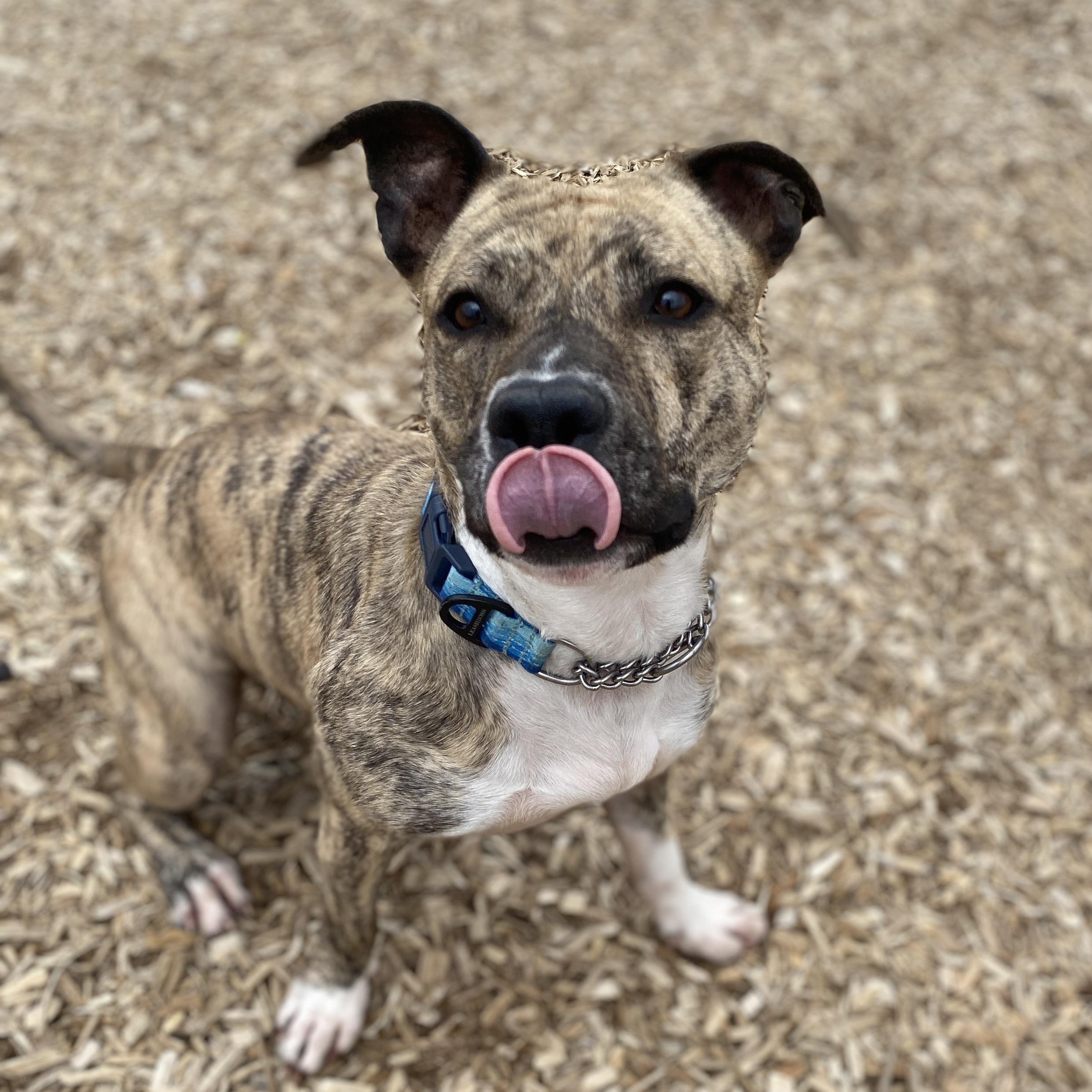 Sweet Pea GCI Trained Graduate!!! Ask to Meet!, adoptable, Adult Female Mixed Breed.