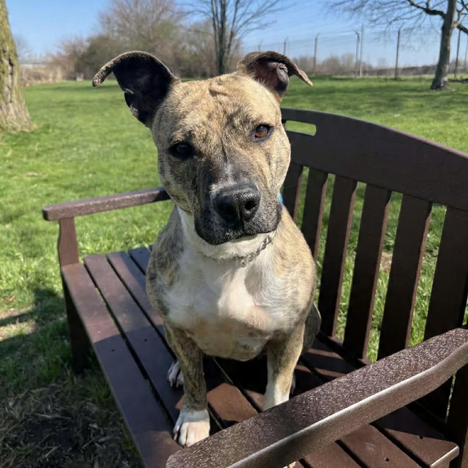 Enlarge Sweet Pea GCI Trained Graduate!!! Ask to Meet!, an adoptable Mixed Breed in Elyria, OH image 1/6