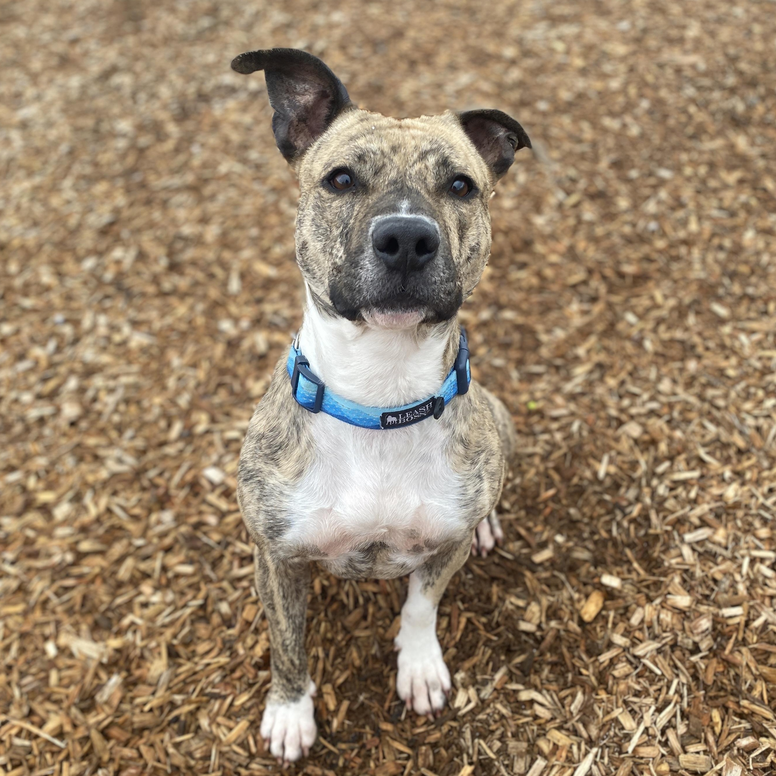 Enlarge Sweet Pea GCI Trained Graduate!!! Ask to Meet!, an adoptable Mixed Breed in Elyria, OH image 2/6